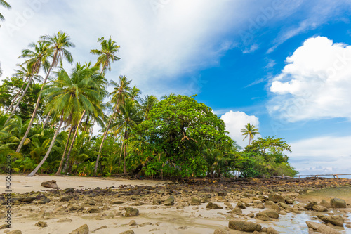 Coconut pam tropical tree on sea beach morning sunrise