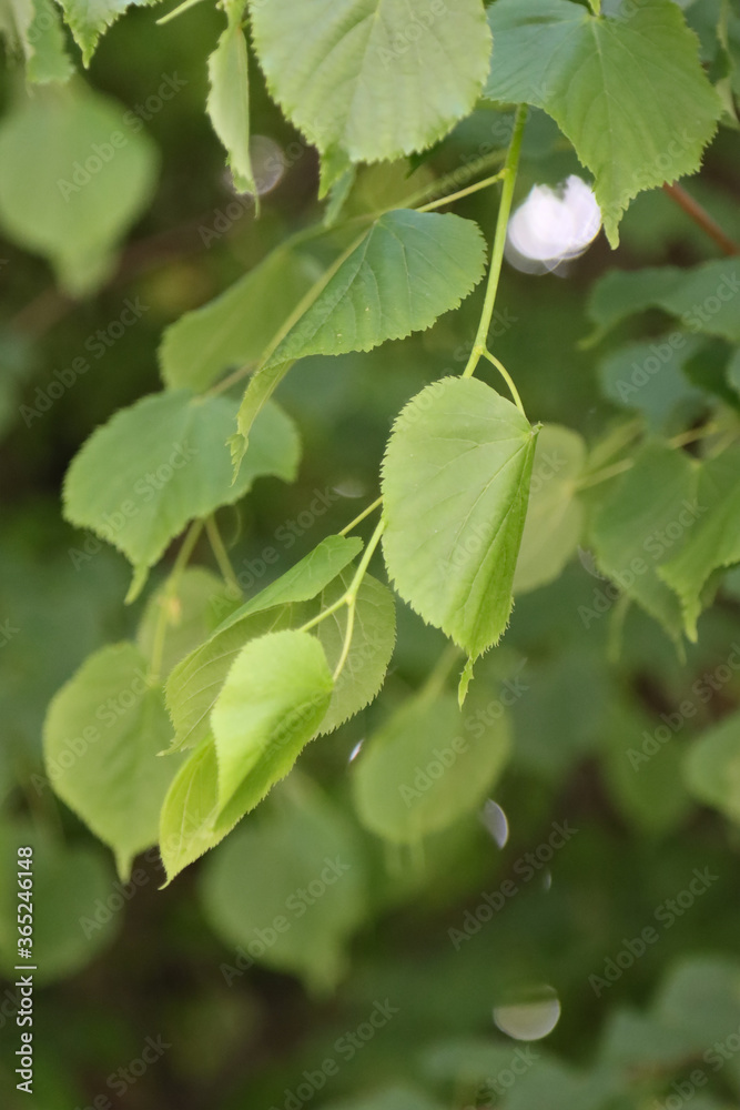 Leaves of linden tree on a tree. Leaves of linden tree on a tree.