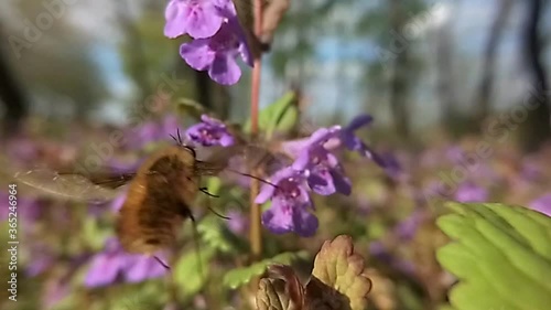 Bombylius major take a honey from glechoma hederacea flower 