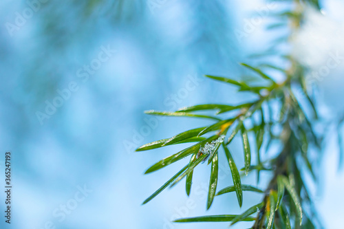 Coniferous branch close-up in winter  macro photo. The concept of winter holidays  new year  christmas  the beauty of the winter forest. Copyspace.