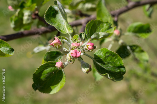 Pink flower buds of the Apple tree  lat.Malus   on the branch.