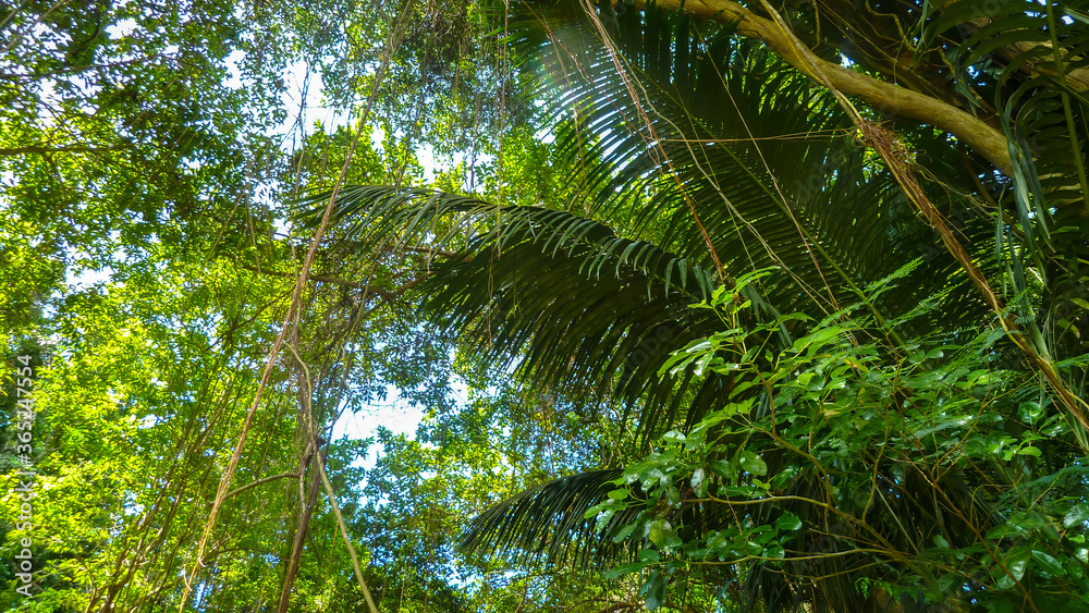 Leaf canopy in the Barbados jungle Leaf canopy in the Barbados jungle