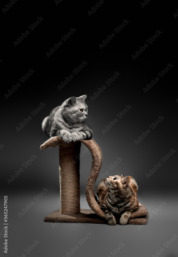 two fluffy beautiful adult cat scottish - straight on dark background