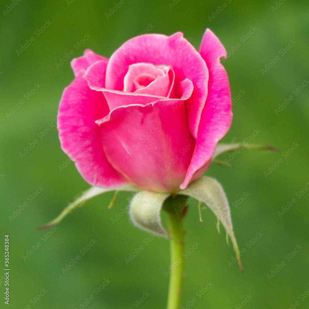 Beautiful pink rose over green burly background Beautiful pink rose over green burly background