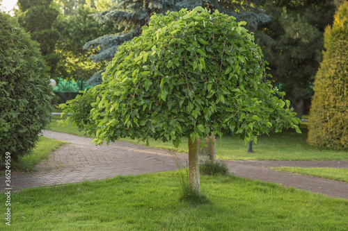 Weeping mulberry - (morus alba pendula) photo