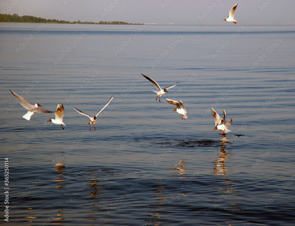 The black-headed gulls catch fish.