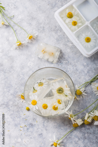 Ice cubes with chamomile flowers inside. Springtime symbolism