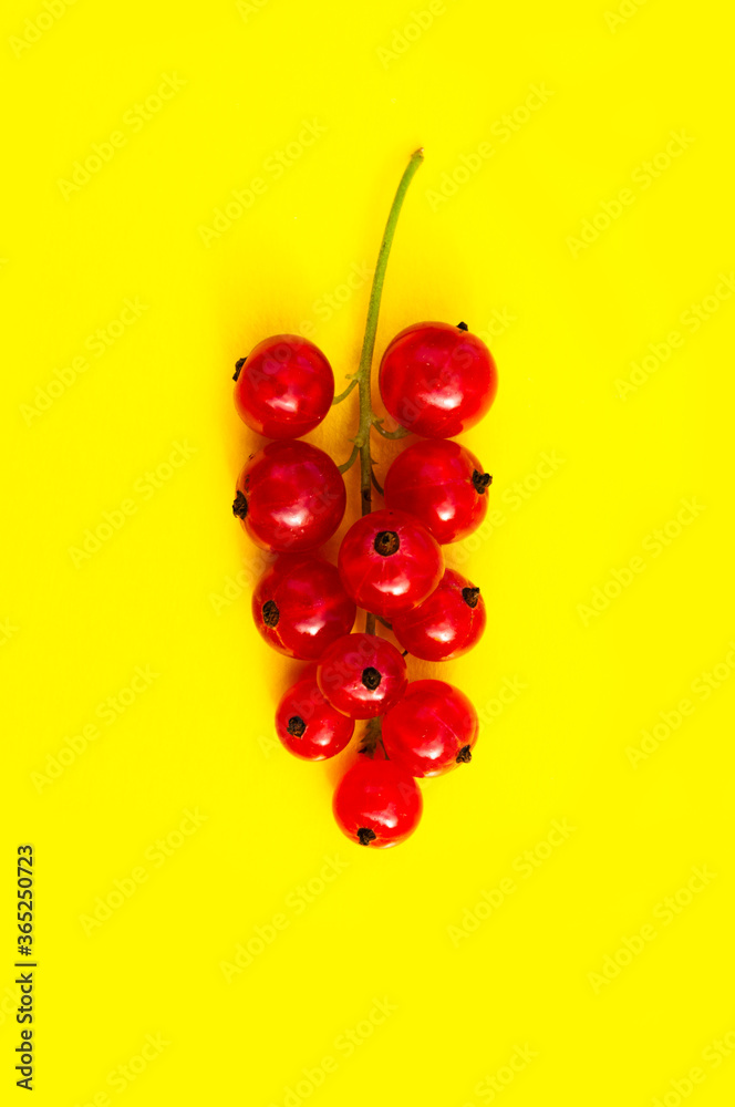 one sprig of red currant on a solid background