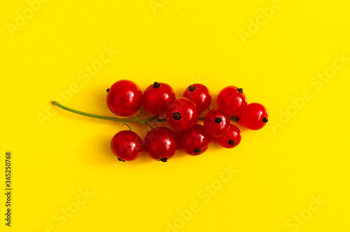 one sprig of red currant on a solid background