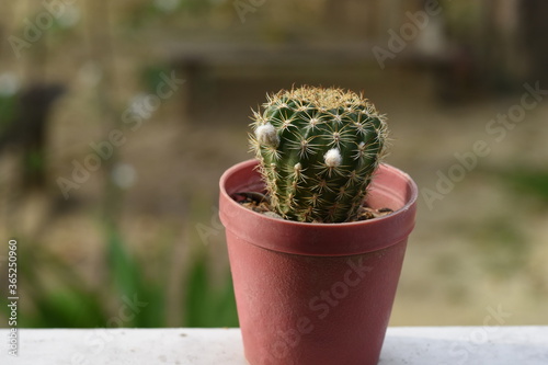 Cactus, which many people like to raise