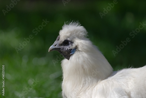 close up side portrait of a pet silkie chickens face © Rhys