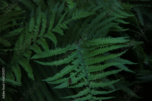 dark tropical fern background