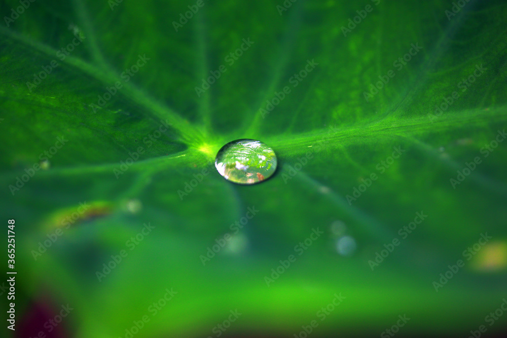 Kerala Plant full hd Images Kerala Plant full hd Images