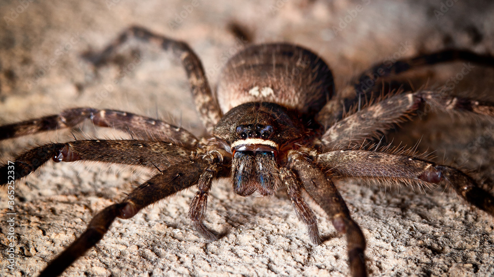 Close up huntsman spider. Macro shot spider. Close up huntsman spider. Macro shot spider.