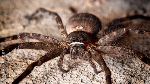 Close up huntsman spider. Macro shot spider.