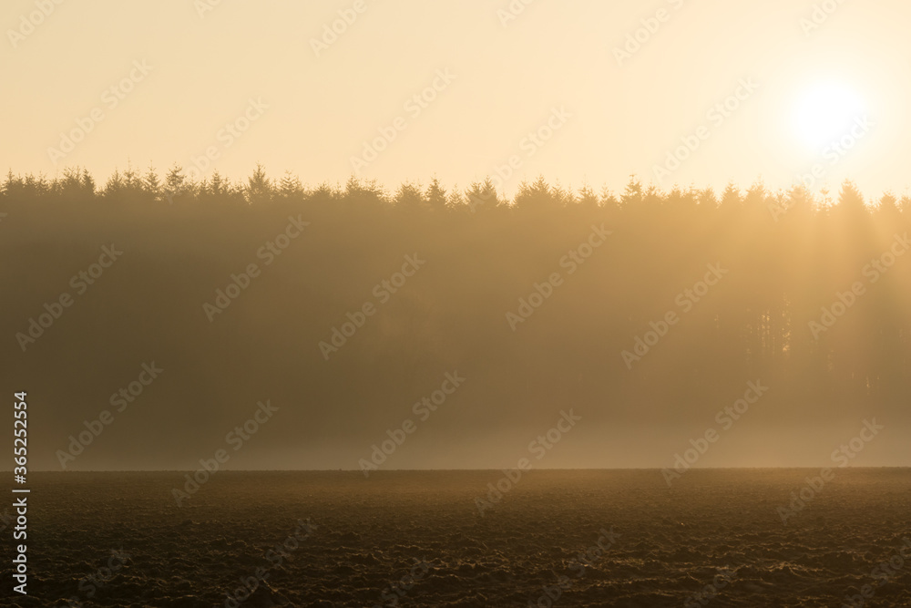 country landscape in the morning in the mist