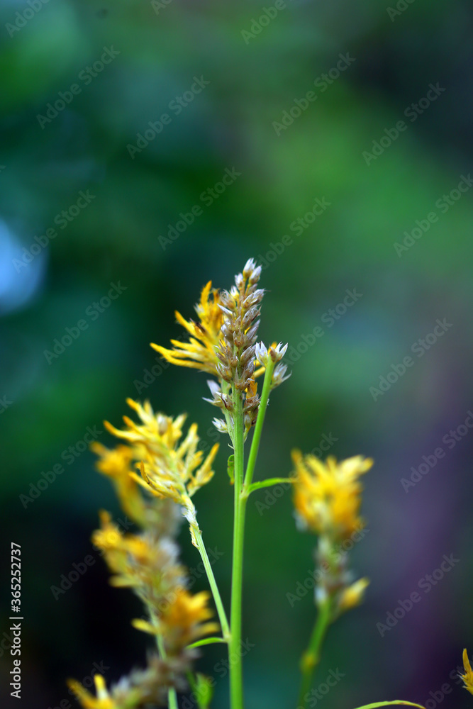 Kerala Flowers Full Hd Images Kerala Flowers Full Hd Images