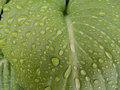 Natural background. Drops on leaf.  photo