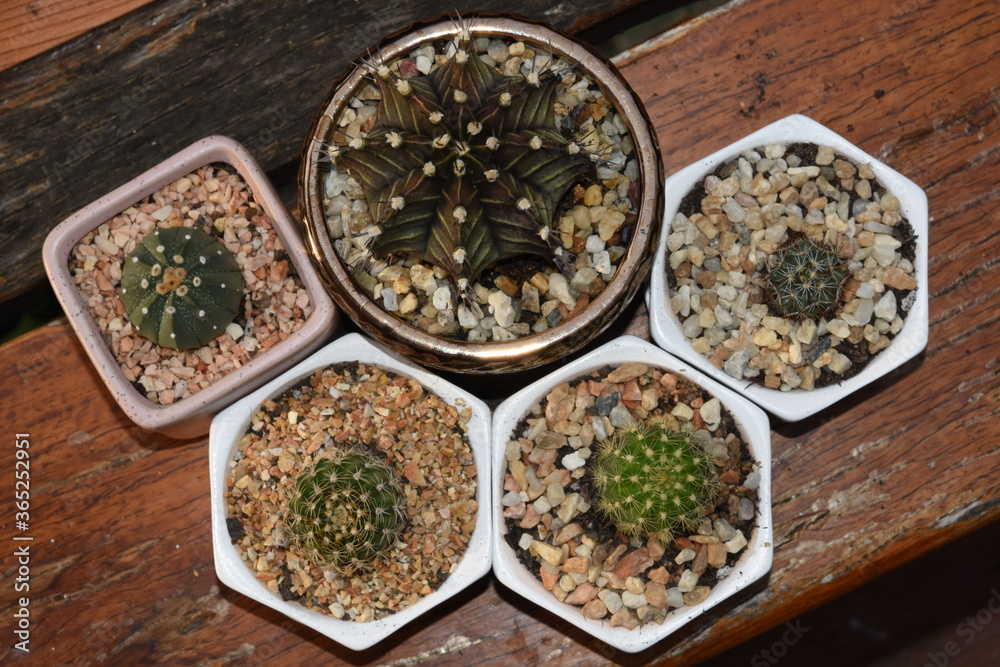 Cactus, which many people like to raise Cactus, which many people like to raise