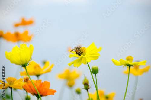 Blooming yellow Mexican Aster with honey bee bokeh background in the morning sunrise.