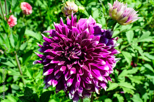 Close up of one beautiful large vivid purple dahlia flower in full bloom on blurred green background  photographed with soft focus in a garden in a sunny summer day.