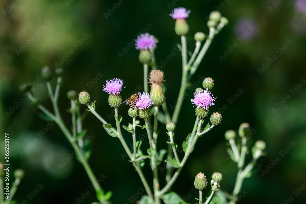 Delicate pink and purple flowers of Carduus nutans plant, commonly known as musk or nodding plumeless thistle, in a garden in a sunny summer day, national flower and symbol of Scotland, United Kingdom