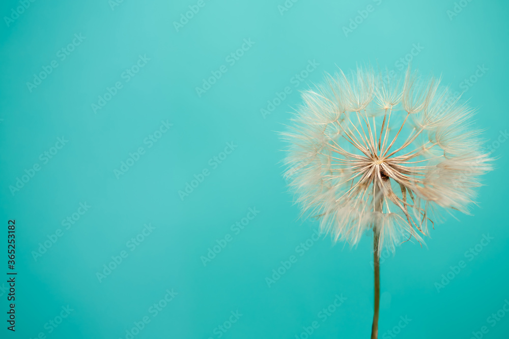 Beautiful dandelion seeds of dandelion flower on blue background