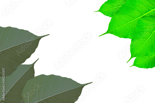 Bodhi leaves that are beautiful and fresh with a clean white background.
