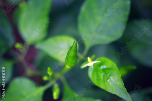 Kerala Plant full hd Images