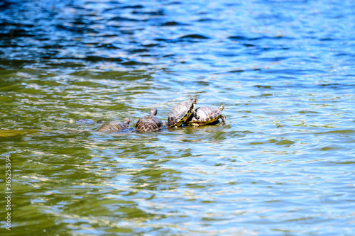 Turtles laying in the sun heat on a wooden piece by a lake in a sunny summer day.