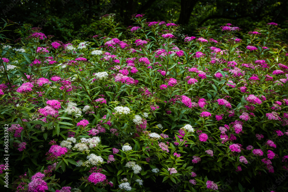 Fototapeta premium Spiraea Japonica pink - white flowers from Polish.