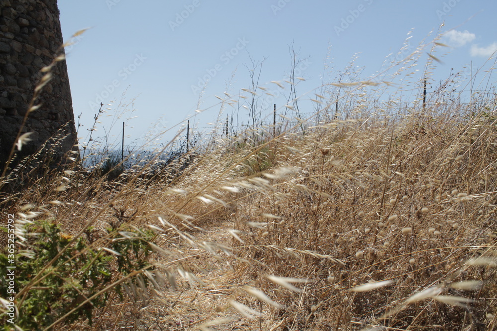 Fototapeta premium dry grass on a beach