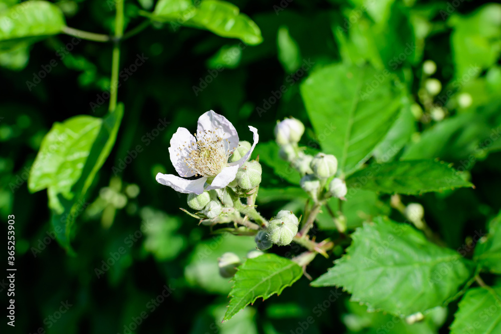 Many delicate small white flowers on large blackberry bush in direct sunlight, in a garden in a sunny summer day, beautiful outdoor floral background photographed with soft focus. Many delicate small white flowers on large blackberry bush in direct sunlight, in a garden in a sunny summer day, beautiful outdoor floral background photographed with soft focus.
