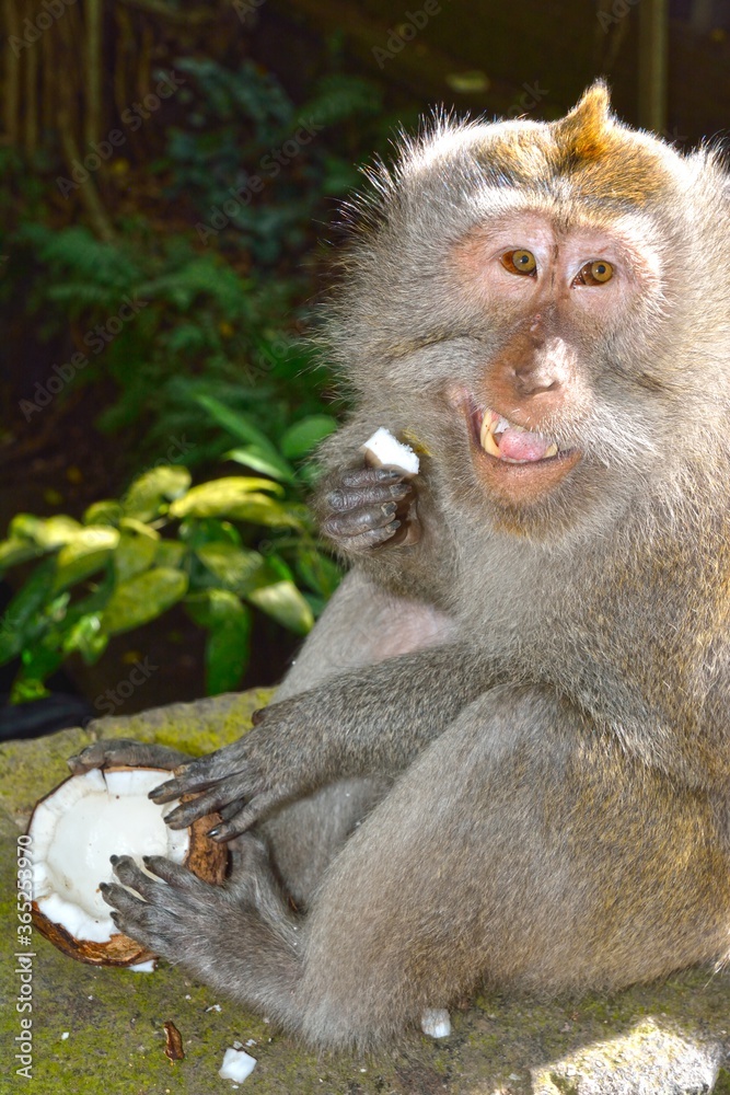Fototapeta premium monkey eat coconut