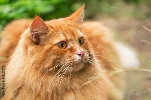Beautiful fluffy red orange cat with insight attentive smart look portrait close up