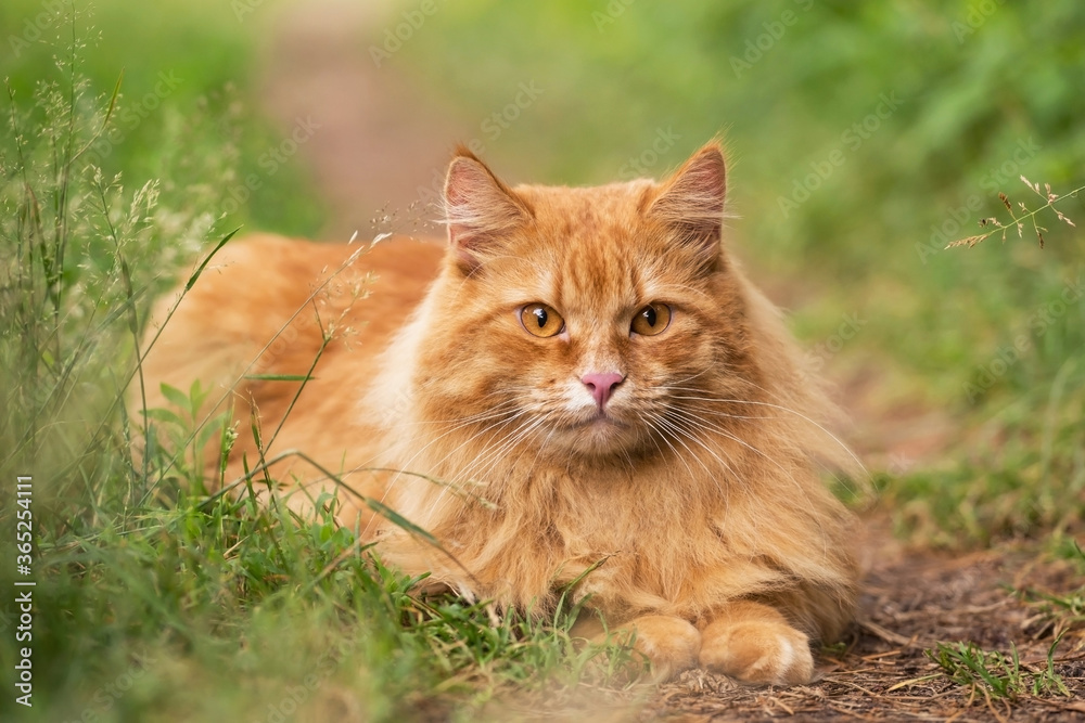 Beautiful fluffy red orange cat with insight attentive smart look lie in green grass outdoors in garden in nature
