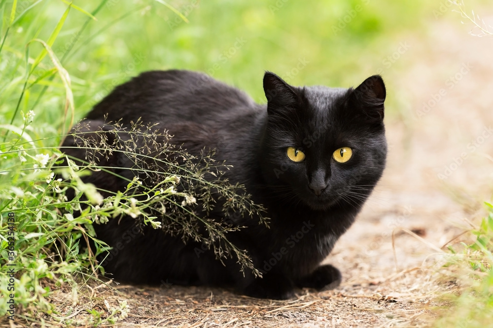 Beautiful Bombay black cat portrait with yellow eyes and attentive smart look lie outdoors in green grass in nature