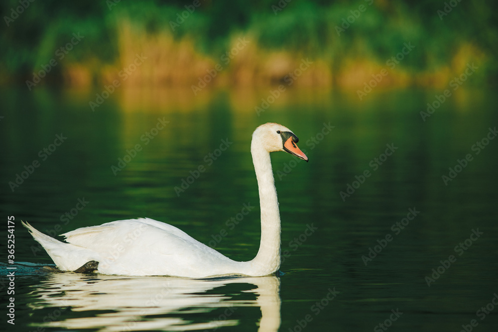A white swan swimming on a lake with dark green water with reflection in the water. A white swan swimming on a lake with dark green water with reflection in the water.
