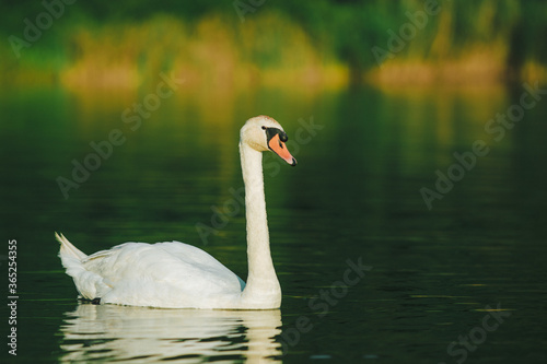 A white swan swimming on a lake with dark green water with reflection in the water.