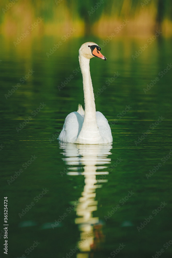 Fototapeta premium A white swan swimming on a lake with dark green water with reflection in the water.