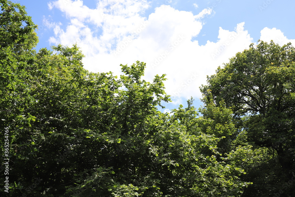 Real amazing beautiful blue sky above a forest edge.