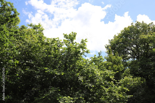 Real amazing beautiful blue sky above a forest edge.