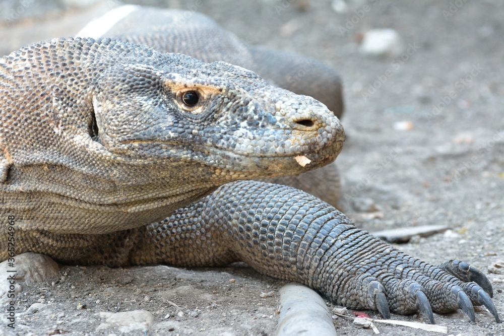 Komodo Dragon 3