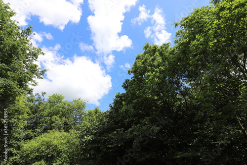 Real amazing beautiful blue sky above a forest edge.