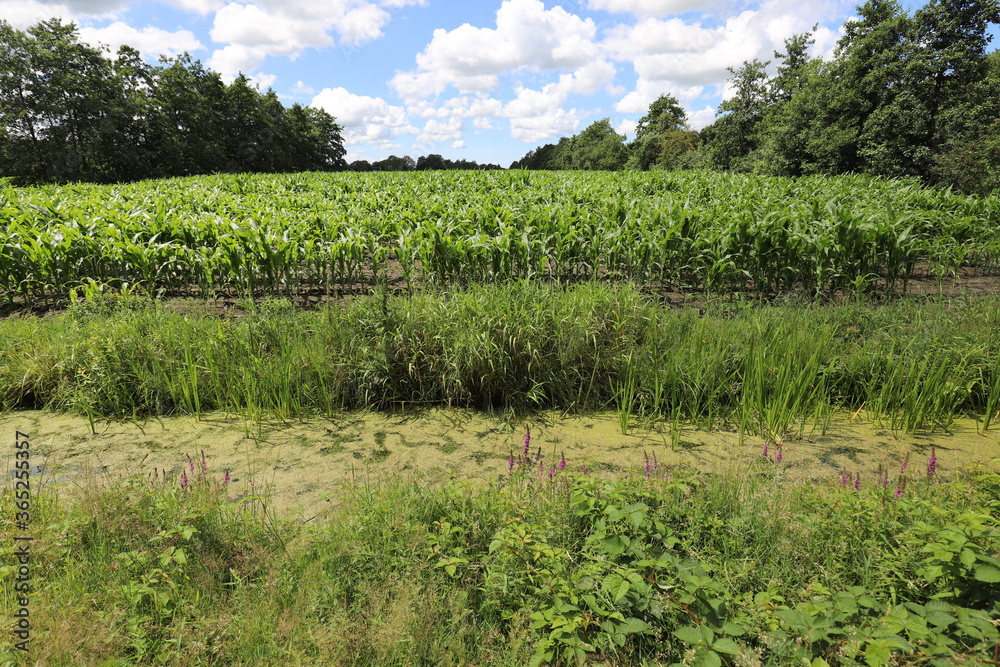 Beautiful blue cloudy sky above a cornfield with young plants, enclosed by a forest edge. Photo was taken on a sunny summer day.