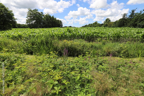 Beautiful blue cloudy sky above a cornfield with young plants  enclosed by a forest edge. Photo was taken on a sunny summer day.