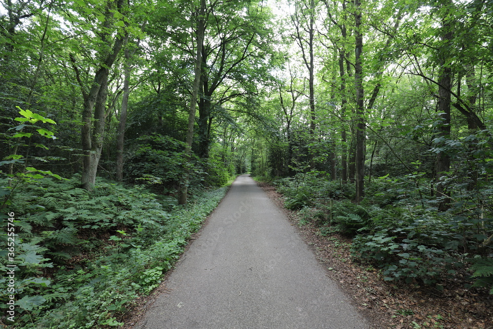Beautifully maintained walkway through a forest with fresh green leaves on the trees. Photo was taken on a sunny day in July.
