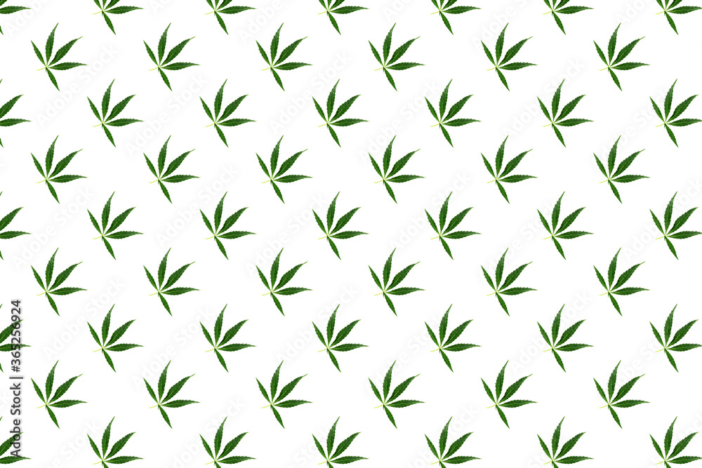 Pattern with white background and cannabis leaf isolated Pattern with white background and cannabis leaf isolated