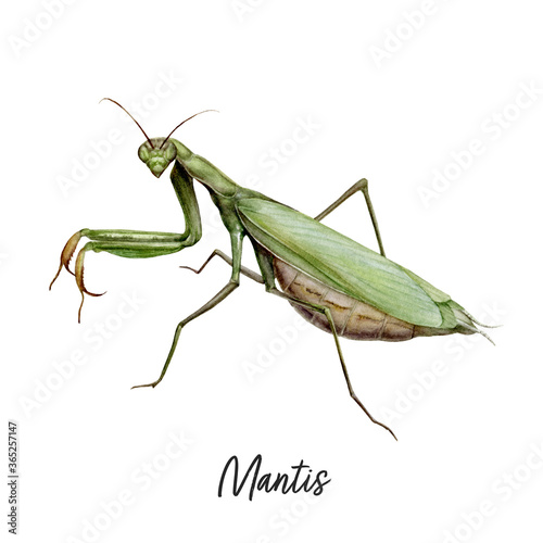 Praying Mantis insect watercolor illustration isolated on white background