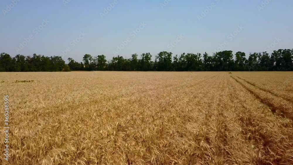 Aerial of wheat field. Drone camera flying above golden cereal ears. Top view of farmland in countryside. Quadcopter flies forward over spikelets. The wind swings the harvest of grain crops. Aerial of wheat field. Drone camera flying above golden cereal ears. Top view of farmland in countryside. Quadcopter flies forward over spikelets. The wind swings the harvest of grain crops.